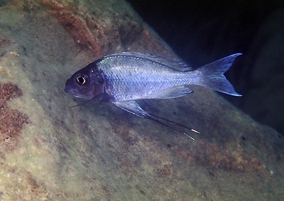 Ophthalmotilapia ventralis 'Katoto'
